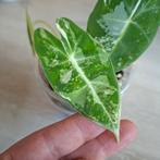 Alocasia Frydek variegata, Ophalen of Verzenden, Overige soorten, Minder dan 100 cm