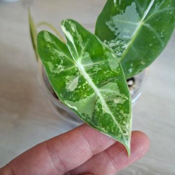 Alocasia Frydek variegata  beschikbaar voor biedingen