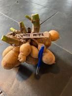 Dahliaknollen diverse soorten, Tuin en Terras, Bloembollen en Zaden, Ophalen of Verzenden, Voorjaar, Volle zon, Knol