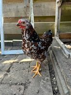 Jonge Wyandotte kriel haan rood porselein, Dieren en Toebehoren, Pluimvee, Mannelijk, Kip