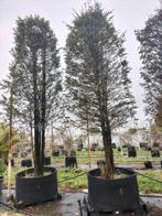 Taxus bomen, Tuin en Terras, Planten | Bomen, Ophalen, Bloeit niet, Overige soorten, 250 tot 400 cm