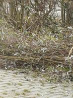 Gratis wilgenteen., Ophalen, Hout, Minder dan 3 meter, 1 tot 2 meter