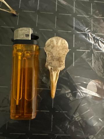 Holenduif Schedel - taxidermie & curiosity beschikbaar voor biedingen