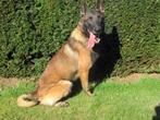 Mechelse herder reu afgerichte nvbk C 3 politiehond & bewaki, Rabiës (hondsdolheid), Reu, Meerdere, 3 tot 5 jaar
