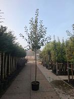 fruitbomen hoogstam appelboom nu te planten in pot, Overige soorten, Lente, Ophalen, Volle zon
