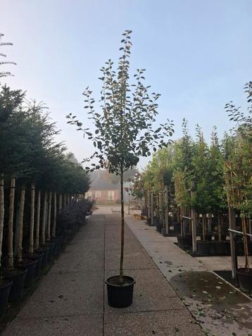 fruitbomen hoogstam appelboom nu te planten in pot  beschikbaar voor biedingen