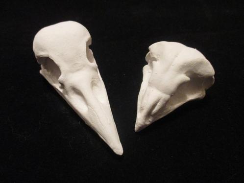 gipsen Vogel Schedel Kraai, Uil, beschilderbaar blanco gips, Verzamelen, Dierenverzamelingen, Nieuw, Schedel, Vogel, Ophalen of Verzenden