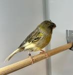 Gloster kanaries, Dieren en Toebehoren, Vogels | Kanaries, Meerdere dieren, Kleurkanarie
