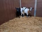 3 dwerggeitjes, Dieren en Toebehoren, Schapen, Geiten en Varkens, Mannelijk, Schaap