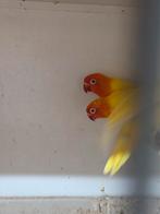 Lutino fischeries, Dieren en Toebehoren, Vogels | Parkieten en Papegaaien, Meerdere dieren, Parkiet