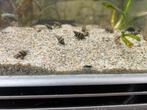 Helena slakken (slak etende slakken), Dieren en Toebehoren, Vissen | Aquariumvissen, Slak of Weekdier, Zoetwatervis
