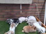 Te koop, jonge dwerghangoor konijntjes konijn dwerg hangoor, Dieren en Toebehoren, Konijnen, Meerdere dieren, Dwerg