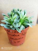 haworthia retusa variegata nummer C887 potmaat 10, Ophalen of Verzenden, Overige soorten, Minder dan 100 cm