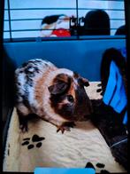 Cavia beertje, Dieren en Toebehoren, Knaagdieren, Cavia, April, Mannelijk, Tam
