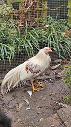 Gratis yokohama kriel haan, Dieren en Toebehoren