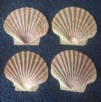 diverse platte jacobsschelpen maat 11x10 herkomst Noorwegen, Verzamelen, Mineralen en Fossielen, Verzenden, Schelp(en)