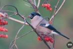 Te koop gevraagd Noorse Goudvink Poppen, Dieren en Toebehoren, Vrouwelijk, Wildzangvogel