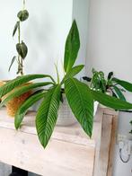 Philodendron, Huis en Inrichting, Overige soorten, Minder dan 100 cm, Ophalen of Verzenden, Halfschaduw