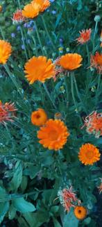 Goudsbloem oranje, Ophalen of Verzenden, Voorjaar, Volle zon, Zaad