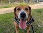 Lieve Jannes op zoek naar een lieve familie, Dieren en Toebehoren, Honden | Beagles, Bassets en Lopende honden, Particulier, Rabiës (hondsdolheid)