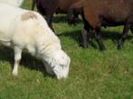 Ruischaap dekrammen, Dieren en Toebehoren, Schapen, Geiten en Varkens, Mannelijk, Schaap, 0 tot 2 jaar