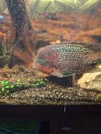 Veija cichlide, Vis, Zoetwatervis, Schoolvis