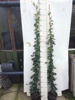 Hedera hibernica 200/220, Ophalen, Vaste plant, Klimplanten