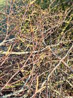 Berkentakken en berkentwijgen voor pasen, manden t