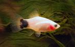 Hobbyaquarium Platy Wit Mickey 5=€ 10.00, Dieren en Toebehoren, Vissen | Aquariumvissen, Vis, Zoetwatervis, Schoolvis
