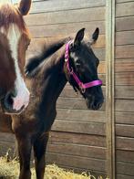 Roze Halsterset maat pony, Ophalen of Verzenden, Zo goed als nieuw, Overige soorten