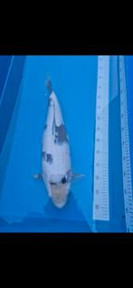 Shiro koi, Karper of Koi