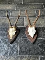 2 Mooie ree geweien samen € 21 jacht mancave overkapping f27, Ophalen of Verzenden, Gebruikt, Hert, Gewei of Kop