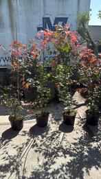 Acers hoog 125/150 grote pot mooie planten weggeef  prijs, Tuin en Terras, Planten | Struiken en Hagen, Ophalen, Overige soorten