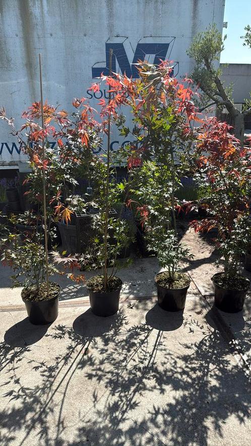 Acers hoog 125/150 grote pot mooie planten weggeef  prijs, Tuin en Terras, Planten | Struiken en Hagen, Struik, Overige soorten