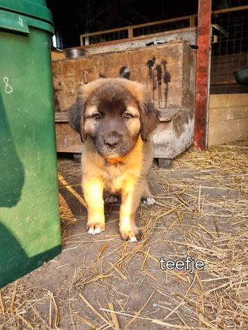  Mooie lieve vrolijke pups leonberger kruising beschikbaar voor biedingen