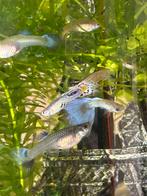 Baby guppies, gratis, Dieren en Toebehoren, Vis