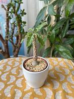 Caudex dorstenia foetida zaden (kamerplant), Overige soorten, Minder dan 100 cm, Groene kamerplant, Halfschaduw