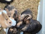 3 dwerg konijntjes te koop, Dieren en Toebehoren, Konijnen, Meerdere dieren, Dwerg