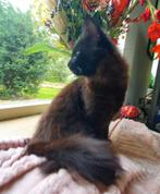 Prachtige Maine coon kittens, Meerdere dieren, Ontwormd, 0 tot 2 jaar
