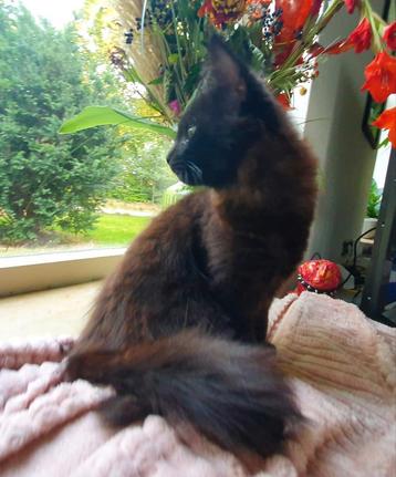 Prachtige Maine coon kittens beschikbaar voor biedingen