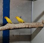 4 lutino halsbandparkieten, Dieren en Toebehoren, Vogels | Parkieten en Papegaaien, Meerdere dieren, Parkiet