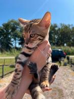Prachtige raszuivere bengalen met stamboom kat kittens kater, Dieren en Toebehoren, Katten en Kittens | Raskatten | Korthaar, Kater