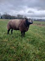 Blauwe texelaar dekram 2024, Dieren en Toebehoren, Schapen, Geiten en Varkens, Mannelijk, Schaap