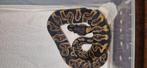 Koningspythons# balpython# morfs#, Slang, 0 tot 2 jaar