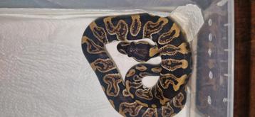 Koningspythons# balpython# morfs# beschikbaar voor biedingen