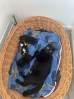 Britse korthaar kat papa en mama met 3 kitten, Dieren en Toebehoren, Katten en Kittens | Raskatten | Korthaar, Meerdere dieren