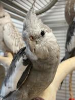 Jonge Baby Valkparkieten | Handtam | Nieuwgierig, Meerdere dieren, Parkiet, Pratend