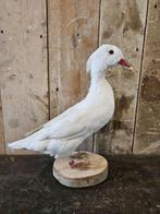 opgezette witte eend ``WOONWINKEL RUSTIEK``, Ophalen of Verzenden, Vogel, Opgezet dier
