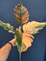 Philodendron Caramel Marble Variegata p12, Huis en Inrichting, Kamerplanten, Ophalen of Verzenden, Halfschaduw, Minder dan 100 cm