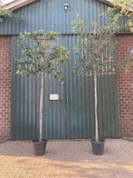 Leiphotinia 10-12  220 stamhoogte, Tuin en Terras, Planten | Bomen, Leiboom, Lente, 250 tot 400 cm, Ophalen